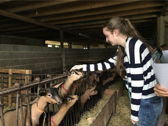 Girl feeding goat at farm